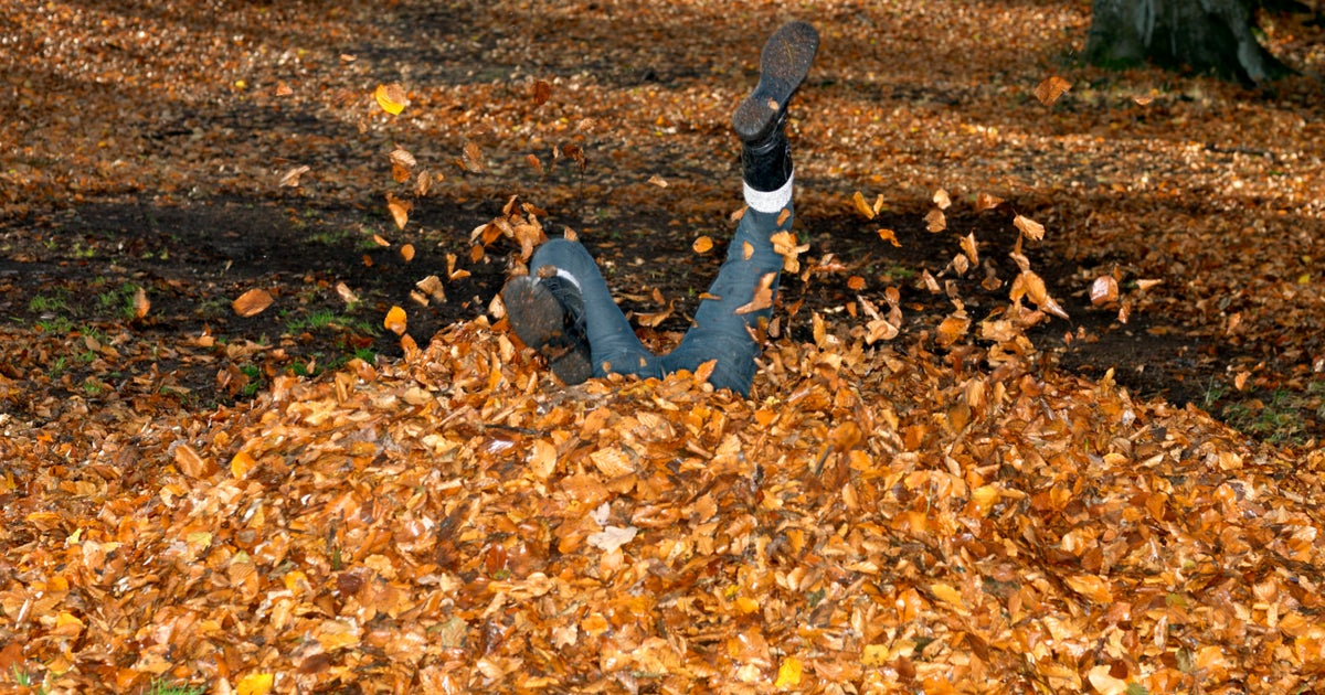 Rake leaves in the autumn. Ворох листьев. Куча листвы. Ворох листьев в парке. Торчащая листва.