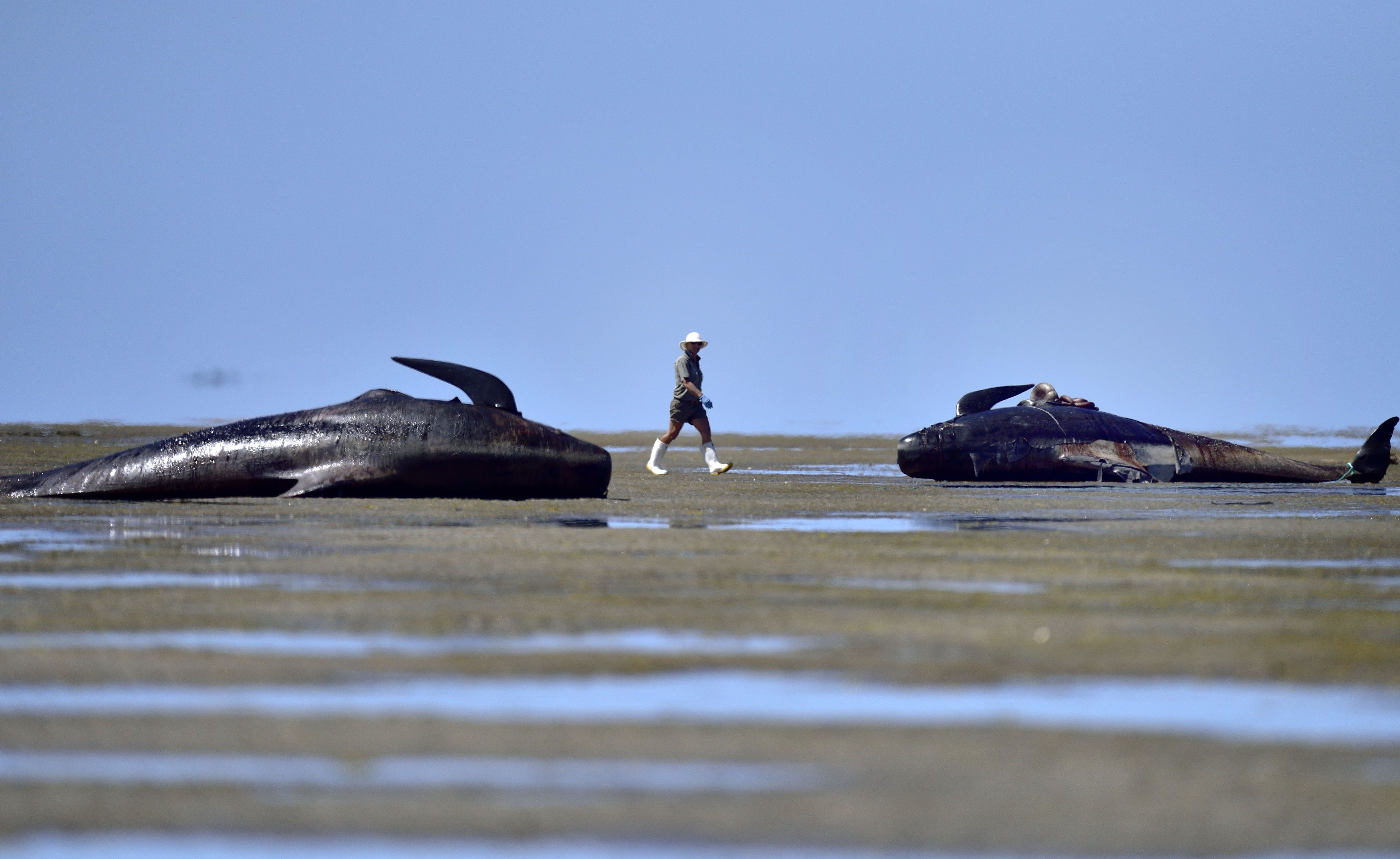 Do Whales Commit Suicide? | HuffPost