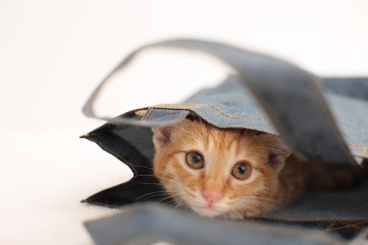 In the photo above, Wall Street Journal columnist James Taranto hides from the SCARY THUNDER!!! Awwww, now he needs some CUDDLE-WUDDLES! :( :( :(