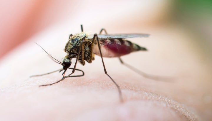 Mosquito sucking blood