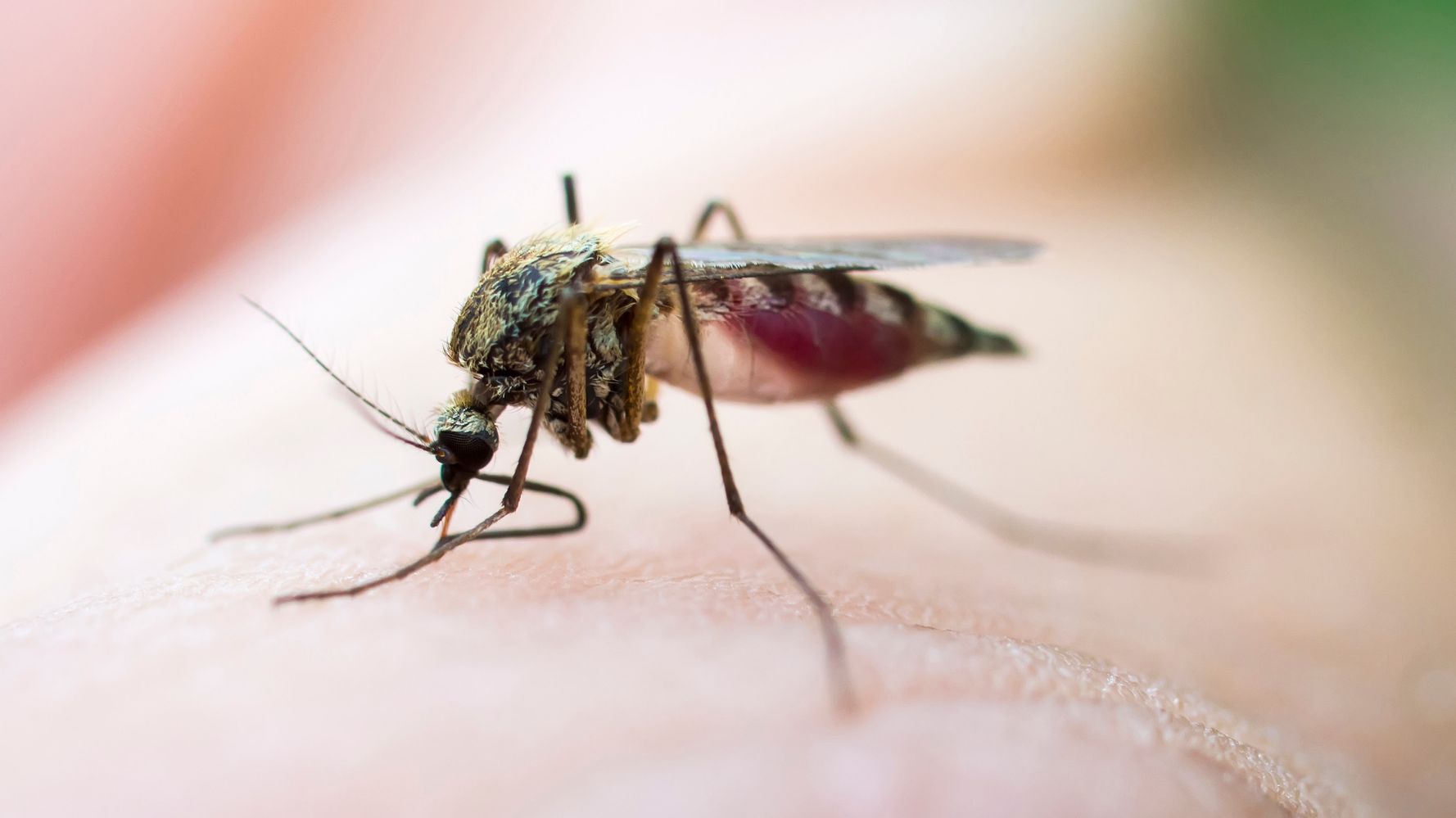 Dengue Fever Outbreak Threatens Hawaii's Big Island | HuffPost Life