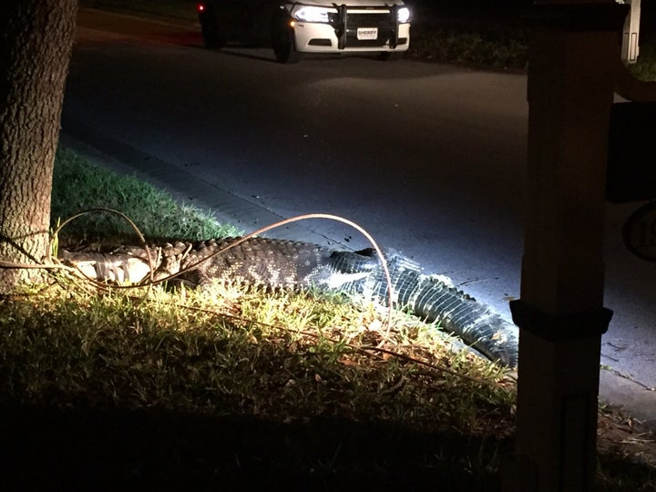 An image of the gator after being captured.