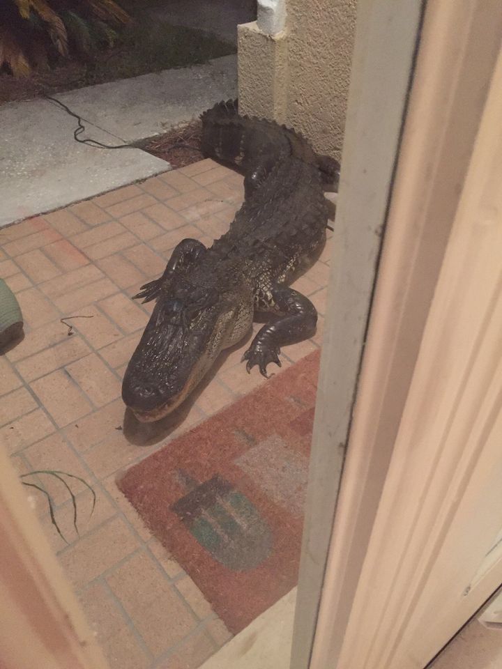 Metts Bahadir woke up to find this 10 1/2-foot gator at his door.