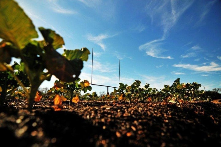 Paul Quinn College's former football field is now an organic farm.