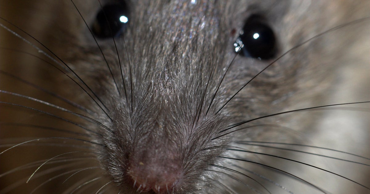 Scientists Unearth Fossils Of Rats The Size Of Small Dogs | HuffPost Impact