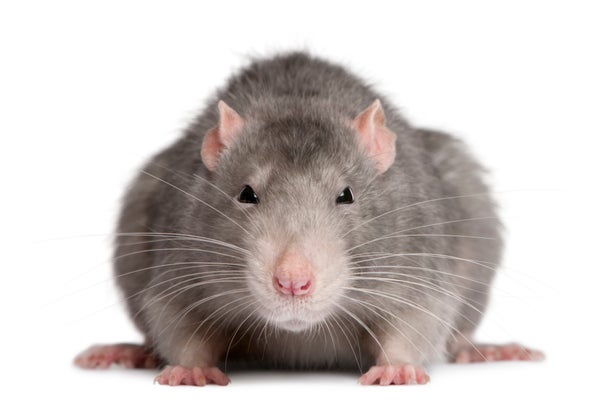 78 rats found living in squalor in Escondido van