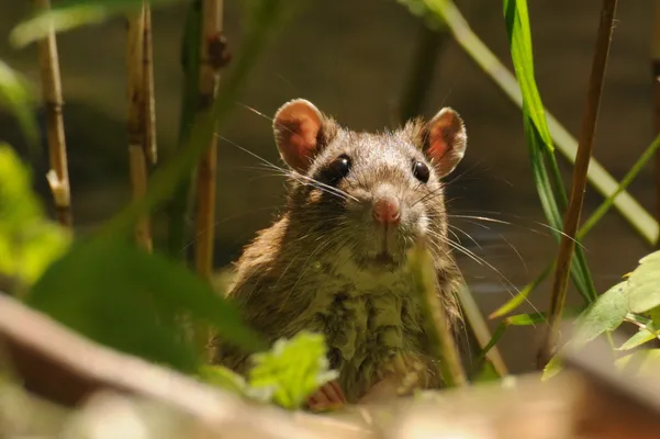 Rats rescued from squalid living situation in van parked in Escondido – NBC  7 San Diego