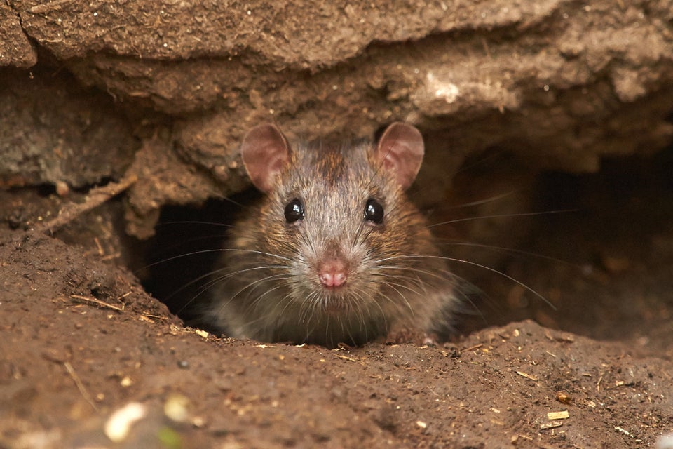 78 rats found living in squalor in Escondido van