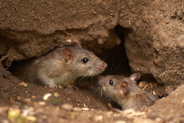 Rats rescued from squalid living situation in van parked in Escondido – NBC  7 San Diego