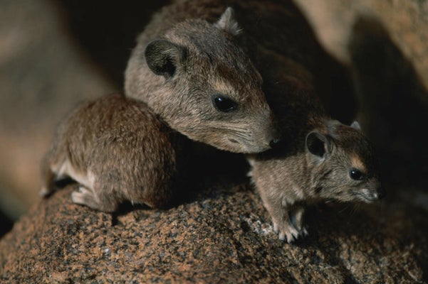 78 rats found living in squalor in Escondido van