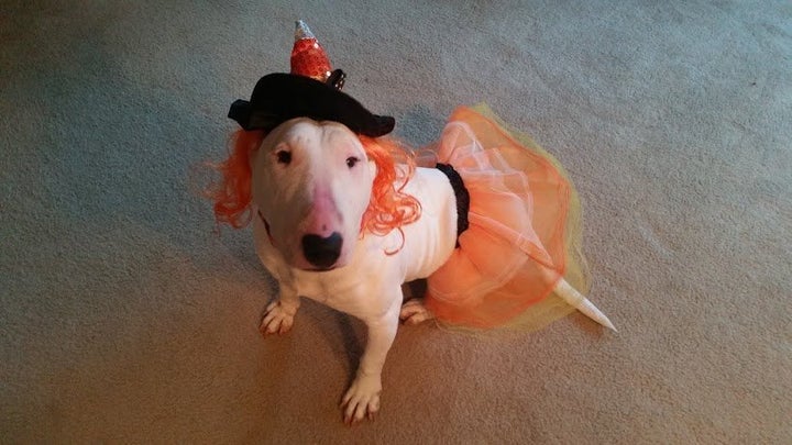 Millie is so receptive to new experiences she even cottoned to being dressed up in a tutu for Halloween.