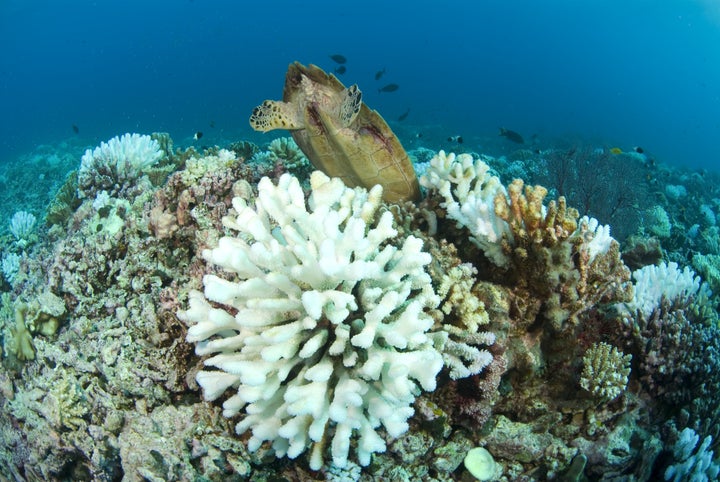 A sea turtle feeds behind bleached coral.