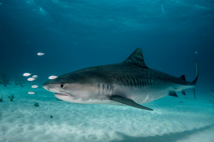 A large tiger shark.