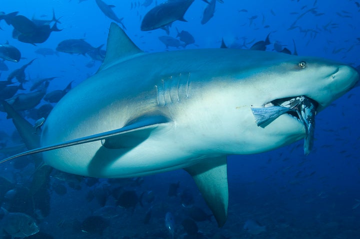 A bull shark in Shark Reef off the Fijian island of Beqa.