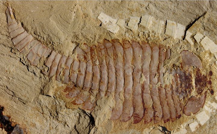 The original 520-million-year-old Fuxianhuia protensa specimen from the Chenjiang fossil beds in southwest China.