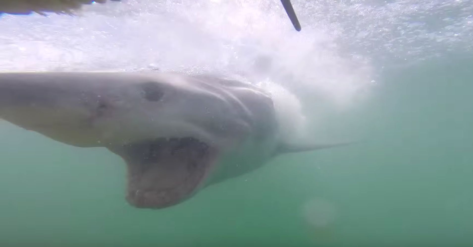 these-divers-just-found-out-how-fast-great-white-sharks-can-swim-huffpost