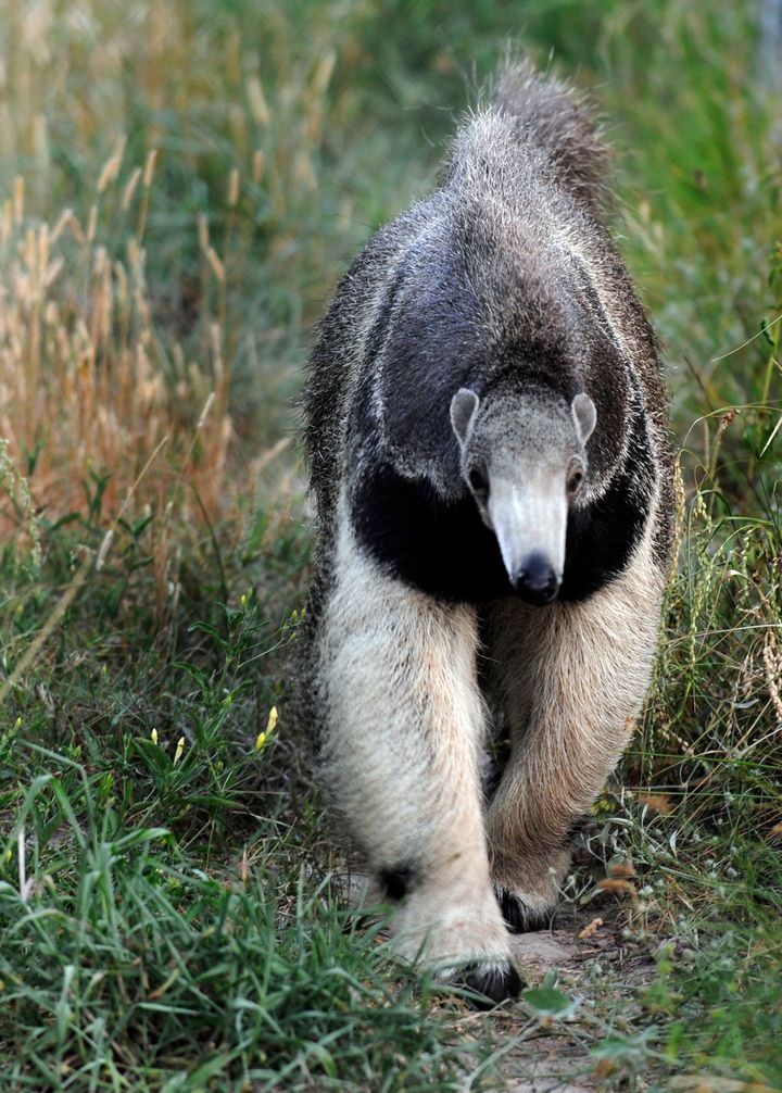 One of the first species to return to the Iberá wetlands were the anteaters.