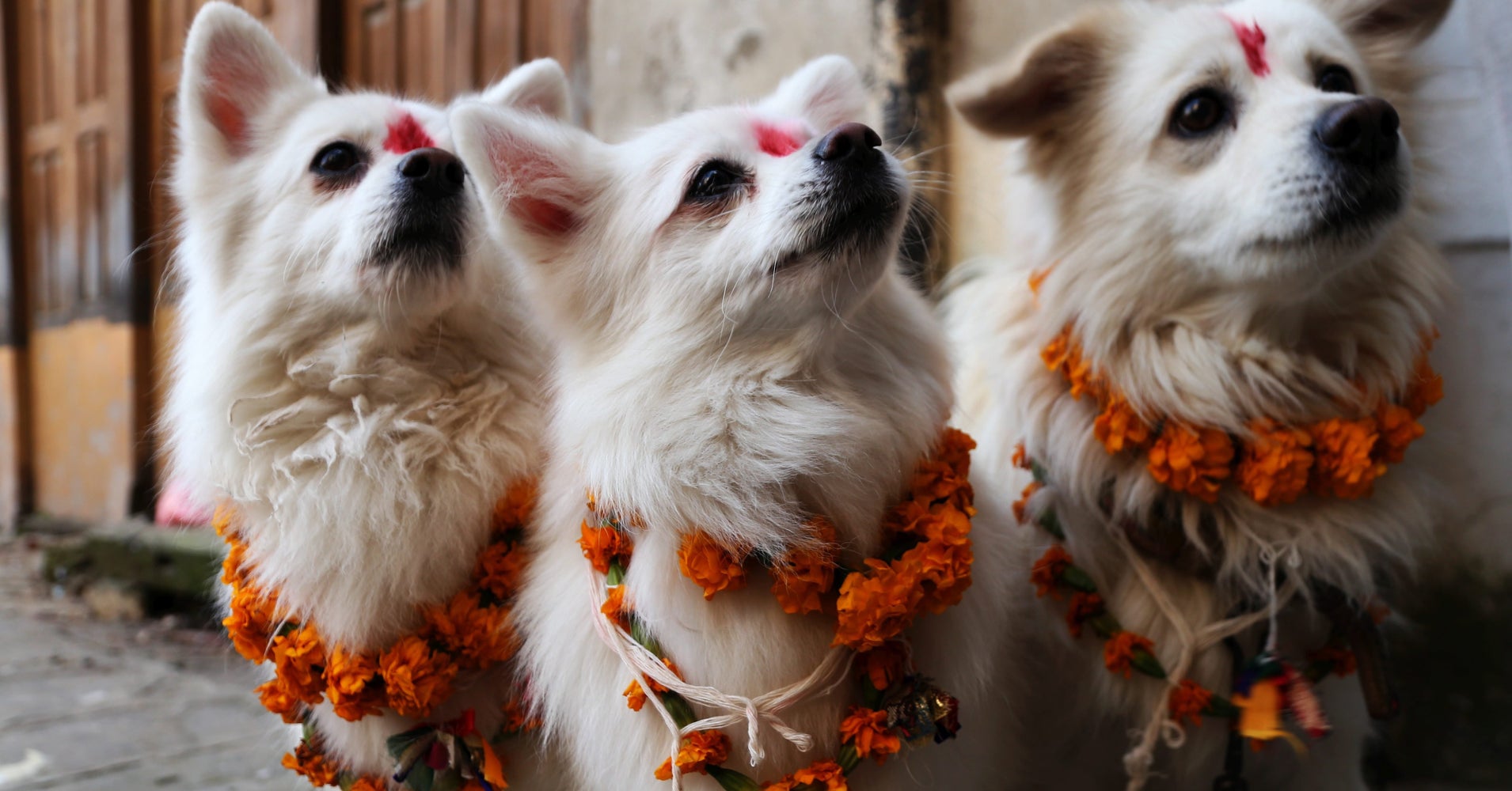 These 23 Nepalese Dogs Are Totally Cool With Being Worshipped For Diwali HuffPost