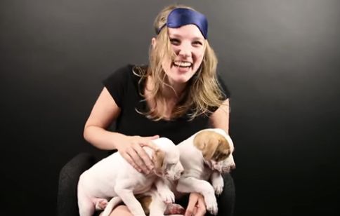 Here's The Truth Behind That Viral Pit Bull Puppy Surprise Video ...