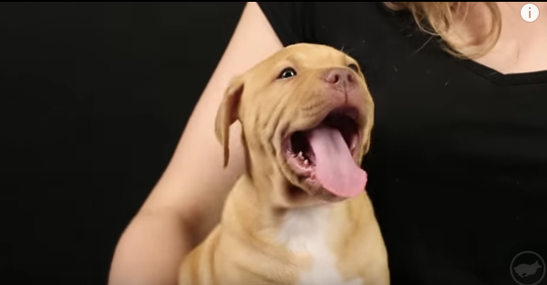 Golden 2024 pitbull puppy