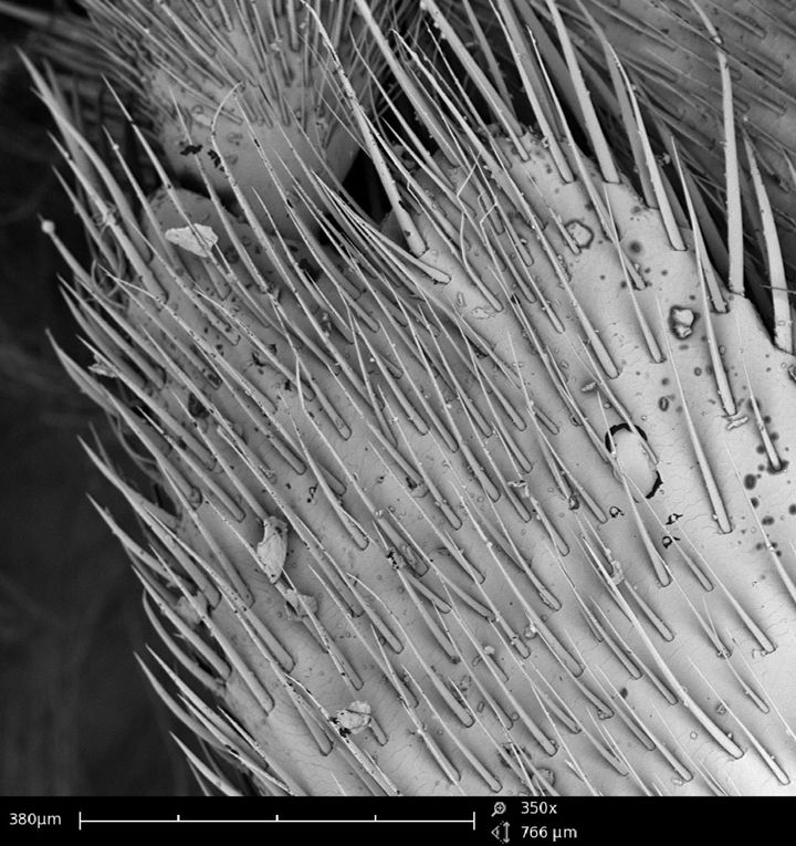 Scanning electron microscope images of hairs on a honeybee's forelimb.
