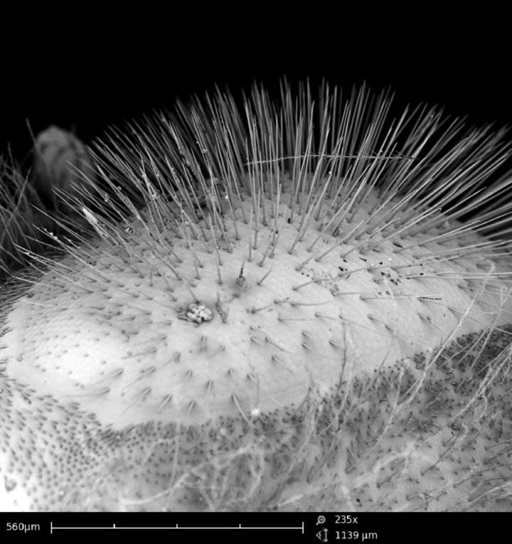 Scanning electron microscope image of hairs on a honeybee's eye.