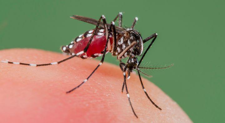 Asian tiger mosquitoes (pictured here) and yellow fever mosquitoes were used in the study.