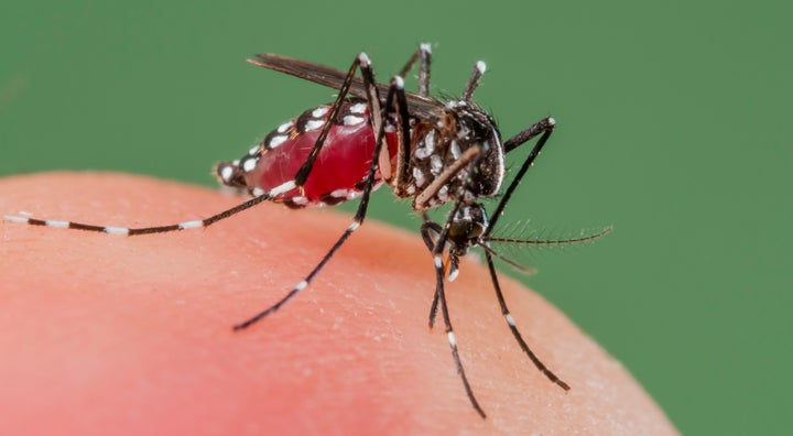 Asian tiger mosquitoes (pictured here) and yellow fever mosquitoes were used in the study.