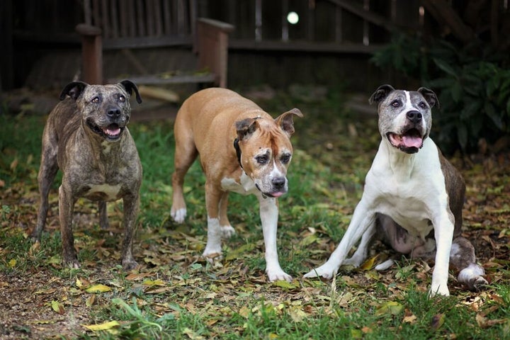 Gabby, far left, Duval, center, and Sunny, far right, became the best of friends in their later years. Duval and Sunny were adopted as seniors, and both dogs thrived in their new, loving homes. Their stories are shared in the book <em>My Old Dog: Rescued Pets with Remarkable Second Acts</em>.