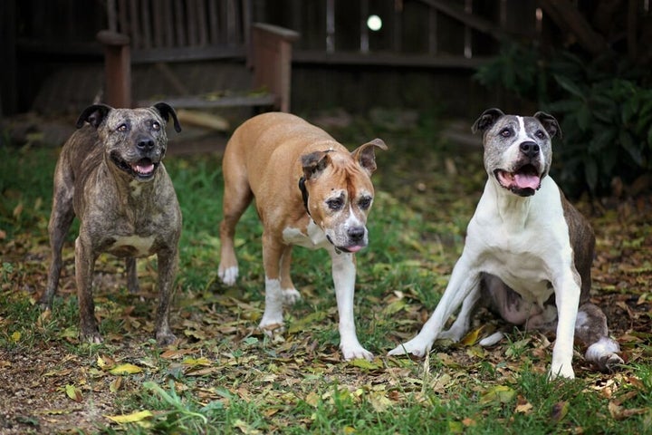 Gabby, far left, Duval, center, and Sunny, far right, became the best of friends in their later years. Duval and Sunny were adopted as seniors, and both dogs thrived in their new, loving homes. Their stories are shared in the book My Old Dog: Rescued Pets with Remarkable Second Acts.