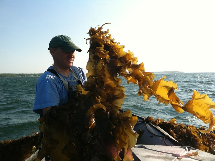 Paul Dobbins harvesting kelp from the Ocean Approved farm on Casco Bay. The kelp grows about 30 feet deep on a line suspended seven feet below the ocean's surface.