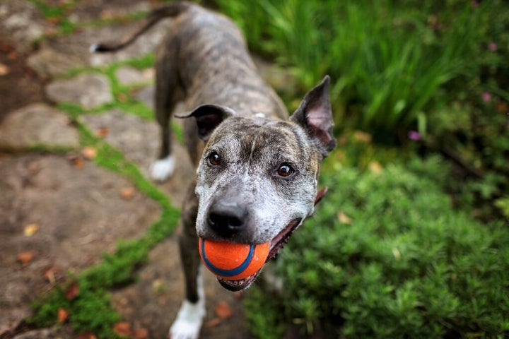 Stella got abandoned right before Thanksgiving one year when her owner moved and decided to leave her behind. After she got adopted from a shelter, her new owner marveled at how happy Stella was and how much she relished opportunities to play and go for car rides.