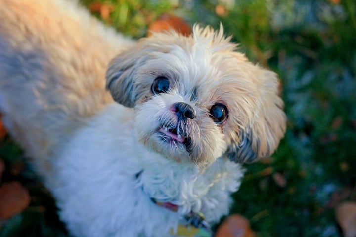 This is one of hundreds of dogs saved from euthanasia in shelters by the group Old Dog Haven, the largest senior-dog rescue group of its kind in the United States. Thanks to a network of foster homes throughout western Washington state, Old Dog Haven place senior shelter dogs in permanent foster homes and continues to cover all veterinary costs for the rest of the dogs’ lives.