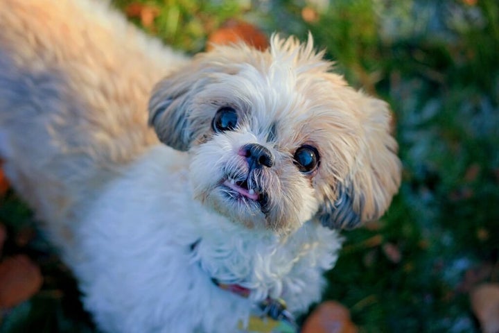 This is one of hundreds of dogs saved from euthanasia in shelters by the group Old Dog Haven, the largest senior-dog rescue group of its kind in the United States. Thanks to a network of foster homes throughout western Washington state, Old Dog Haven place senior shelter dogs in permanent foster homes and continues to cover all veterinary costs for the rest of the dogs’ lives.