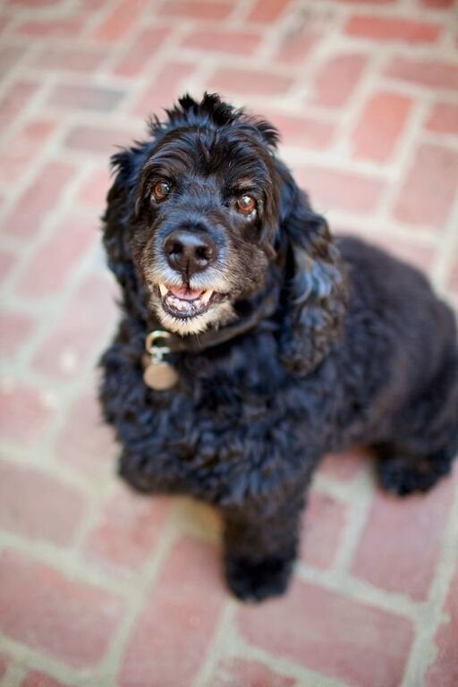 Guess who fell in love with this happy cocker spaniel named Einstein through an online video? None other than actor and filmmaker George Clooney. Before he got rescued, Einstein was an obese stray who was hours away from being put down at a crowded California shelter.