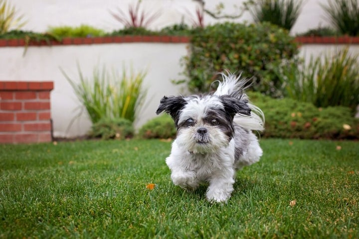 Maddie, a tiny shih tzu rescued as a senior, helped a 75-year-old widow overcome depression and anxiety. Their story of healing together is chronicled in the new book <em>My Old Dog: Rescued Pets with Remarkable Second Acts</em>.