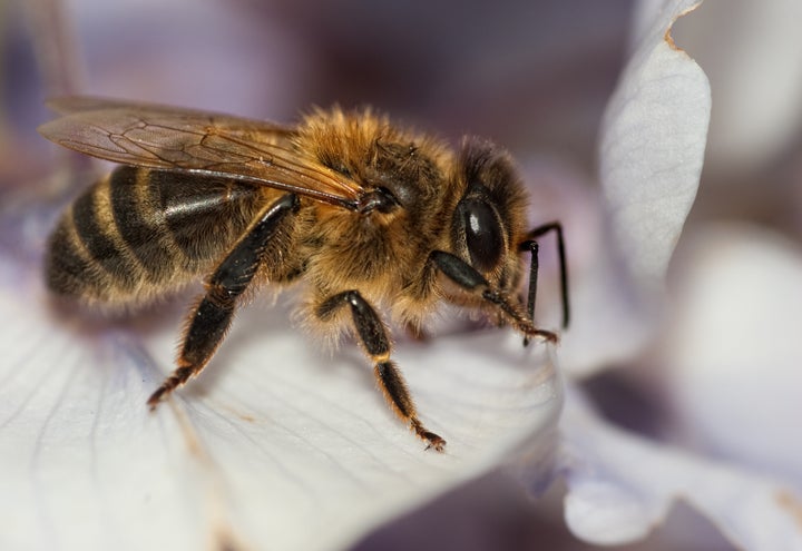 A bee and a flower.