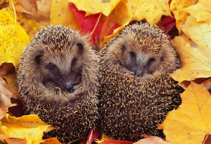 A British lawmaker's call to make hedgehogs the national symbol proved to be a thorny issue.