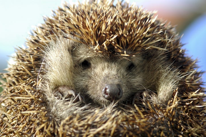 Hedgehog numbers in the U.K. have declined by one-third over the past decade.