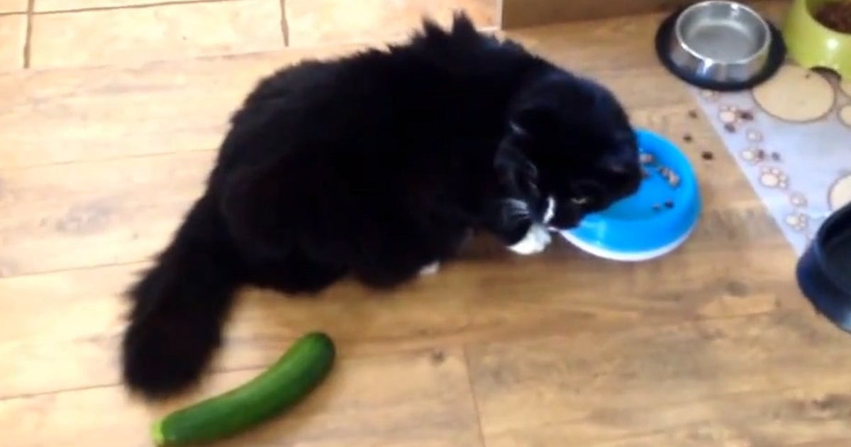 ニュースで学ぶ英語 キュウリに驚く猫動画は なぜ生まれたのか ハフポスト ニュースで学ぶ英語 キュウリに驚く猫動画は なぜ生まれたのか ハフポスト