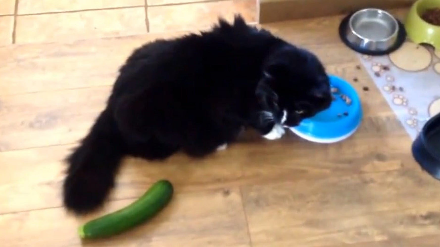 Funny cats 2025 and cucumbers
