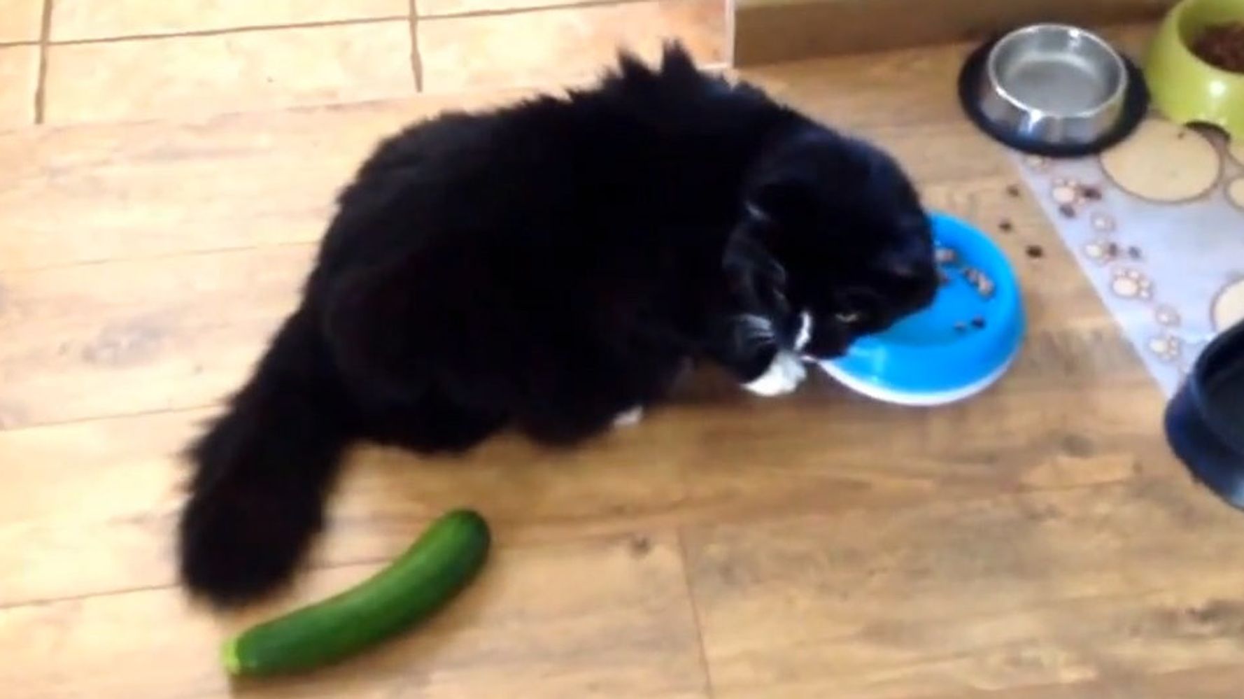 Funny cucumber cat online videos