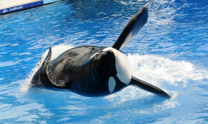 Tilikum, performing in Orlando, Florida, in 2011.