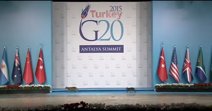 Three cats, two seen here, nearly stole the show ahead of a meeting between world leaders at Sunday's G20 summit in Turkey.