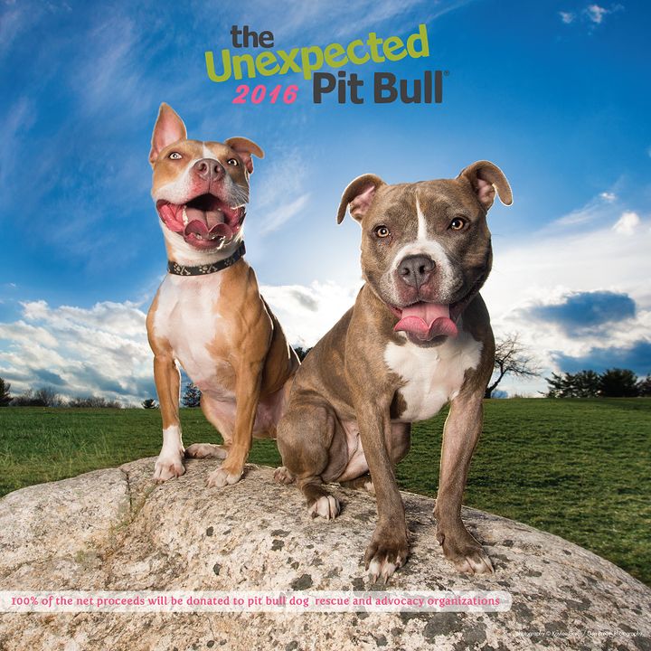 10 Outrageously Cute Pit Bull Calendars That Also Help Shelter Dogs
