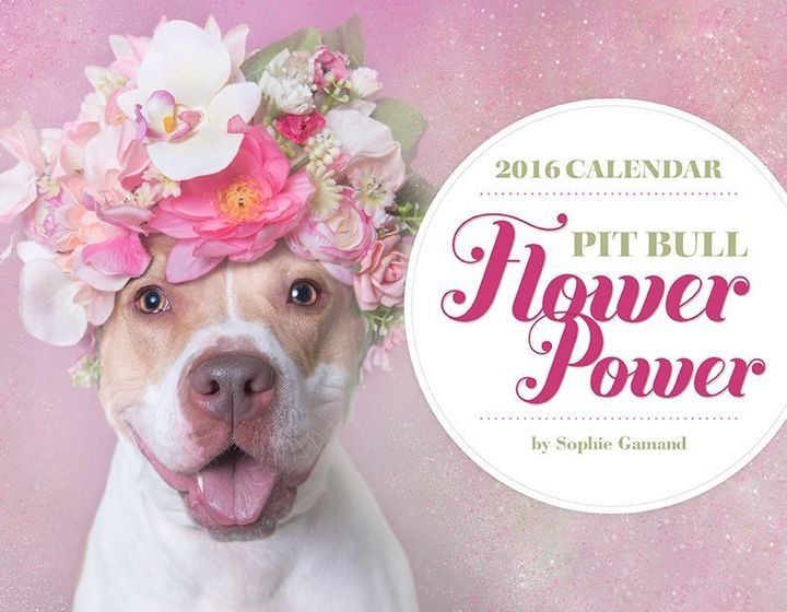 10-outrageously-cute-pit-bull-calendars-that-also-help-shelter-dogs-huffpost