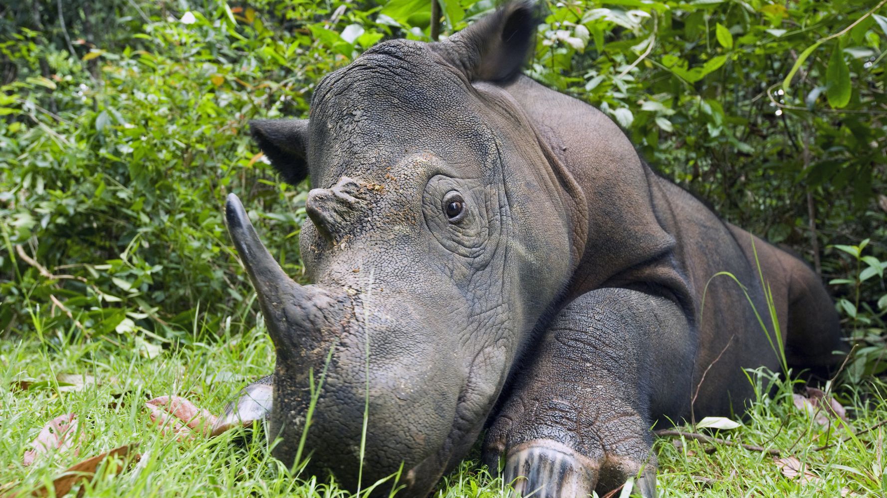 Poachers Are Hunting Down the World’s Last Wild Sumatran Rhinos