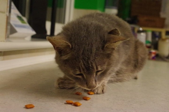 Brian the three-eared cat, enjoying a snack.