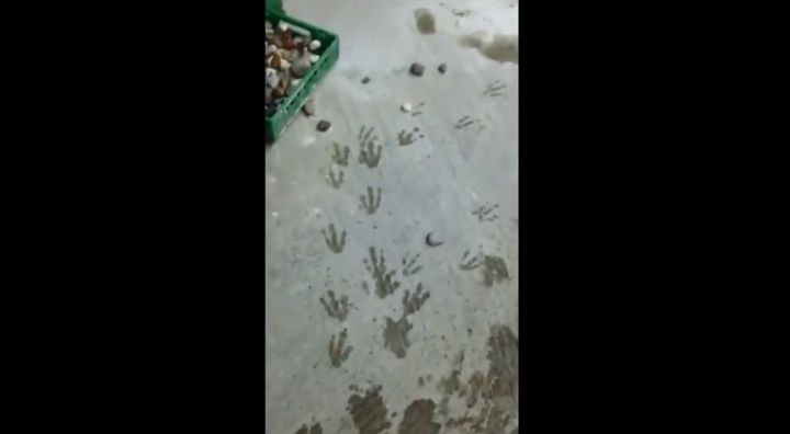 A trail of tiny webbed footprints easily pointed a worker in the flightless birds' direction.