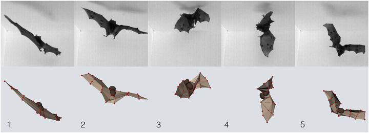 Selected images from high-speed recordings of C. perspicillata executing a landing maneuver and, upon failing to find a landing site, executing a righting maneuver. (Below) Corresponding 3-D reconstruction of the 52-degree-of-freedom flight kinematics.